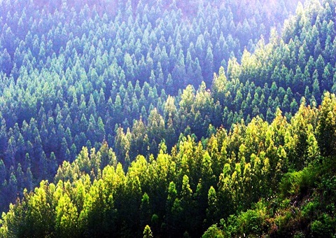 效率提升2倍！！广西立异手艺赋能让34.2万亩林地确权提速降本