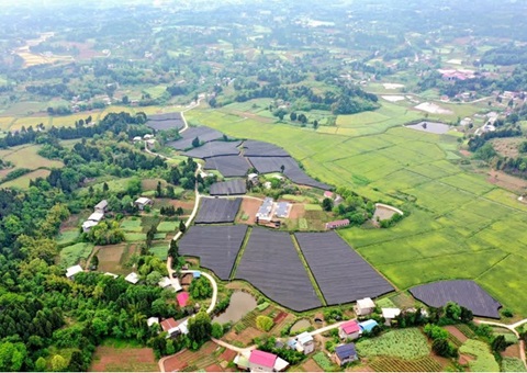 林下立体谋划激活资阳12万亩林地经济潜能